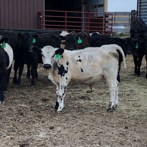 Meet your Posher, Sandy